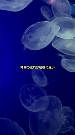 【白雪姫（毒リンゴと真っ赤に焼けた鉄の靴で踊り死ぬ義母） 第1話/全4話】竜宮城の恐るべき真実🐢