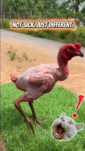 This Bald Chicken Is 100% Natural! #AnimalFacts #NakedNeckChicken #Turken #WeirdAnimals #viralvideo