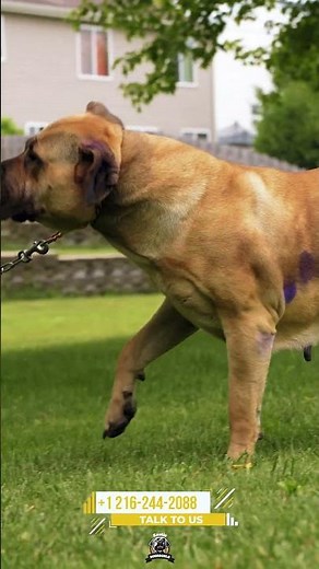 The Exotic Boerboel Difference Is In The Details