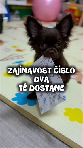 Enzo on Instagram: "Zajímavost číslo 2 tě dostane ⬇️🐾 1.🥣 Čivavy mají extrémně rychlé spalování, takže energii pálí mnohem rychleji než větší plemena. Proto potřebují častější, ale menší porce jídla, aby měly stabilní energii během dne. 2.📜 Dříve se v městských konfliktech využívaly jako malí kurýři, kteří přenášeli drobné zprávy nebo upozornění. Díky jejich velikosti se snadno schovaly a byly rychlé a nenápadné. 3.🐕💬 Pokud propásneš socializační okno, čivava může zůstat uštěkaná a nedůvěři
