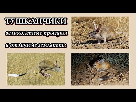 ТУШКАНЧИКИ - Великолепные прыгуны и отличные землекопы
