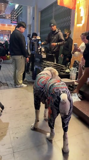 Doris: The World's Biggest Dog