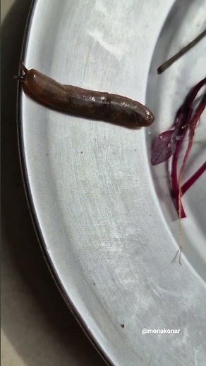 what 😮 snail without a shell ?🤔#unique #creatures #snail #slugs #youtubeshorts