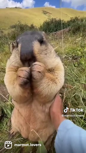The marmots are super CHUBBY, and super HUNGRY. I love them! Would you pet them??? Video credit/ @iz6fvkb #marmot #marmots #groundhogs #groundhog #groundhogsday #gopher #wildlife #amazinganimals #coolanimals #quokka #wildanimals #animalsofinstagram #cutemarmot #cuteanimal #prariedog #prairiedogs #marmotte #murmeltier #petsoftiktok #petlovers #groundhogbaby #groundhogday#woodchuck #cynomys #animallovers #petlovers
