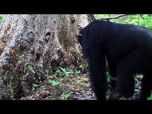 Stone throwing chimps appear to like the sound when it hits a tree