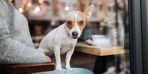 Life is Pretty Doggone Good in These Dog-Friendly Cities Around the World