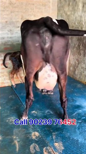 black cow 2 timer female