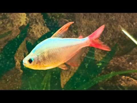 Zippy Colombian Tetras Swimming | Fishy Fun For Everyone!