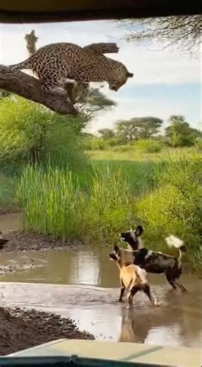 Wild Dogs Attack Leopard in Intense Wildlife Encounter 🐆🐕