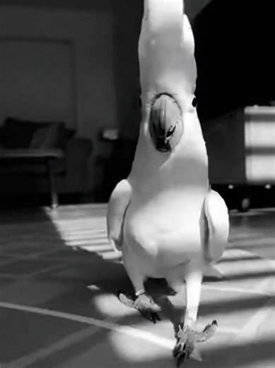 Mr. Parrot's Midnight Black & White Dance Performance