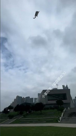 Have You Ever Seen A Small Flying Honey Possum? #Honey Possum# Confusing Behavior Of Cute Pets #Out