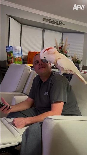It's tough living with a real bird-brain! 🤣 #afv #animals #funny