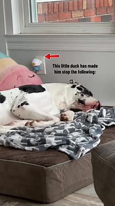 TheraPet pheromone diffusers are designed to help reduce destructive behaviors naturally. ✅ Easy plug-in diffuser ✅ 4.5 stars on Trustpilot reviews ✅ 1M diffusers sold ✅ 30-day money-back guarantee | TheraPet