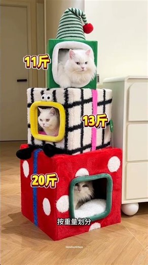 Owner gave best house to his cats! #shortsvideo