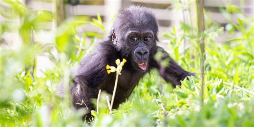 18 new zoo & aquarium projects opening in 2026