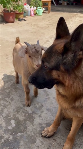 Baby Goat Tried To Fight A German Shepherd! 😂
