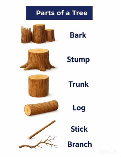 Parts of a Tree #vocabs #imagine #englishvocabmastery #funny ,