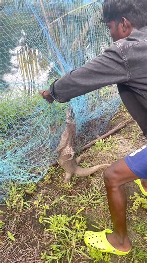 വലയിൽ കുടുങ്ങിയ ഉടുമ്പിനെ രക്ഷിച്ചു ❤️🫂Rescued a Monitor Lizard Trapped in a Net #lizard #rescued