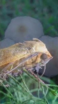 This 1975 Lens Made Me Love Macro Again