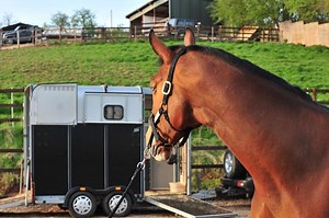 Top tips on loading your horse - Horse & Hound