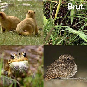 To face winter, some of them stop breathing or let themselves freeze. ⛄ | Brut nature