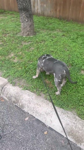 🔥 Kodak Didn’t Come to Walk… He Came to Flex 🐾