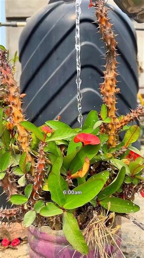 Introvert routine day ep9🍭#shorts