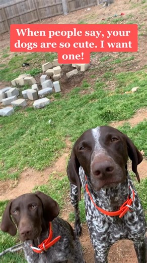 German Shorthaired Pointer: Facts You Need to Know Before Getting One