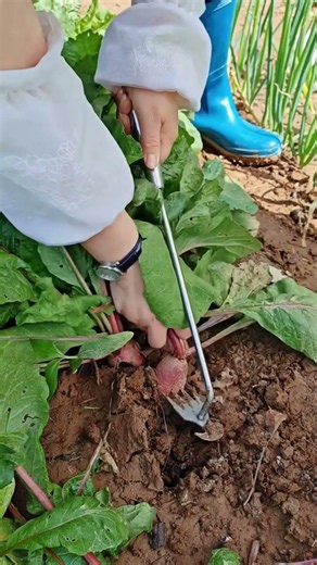 The Cleanest Way to Harvest Fresh Red Radishes! 🥕✂️ #shorts