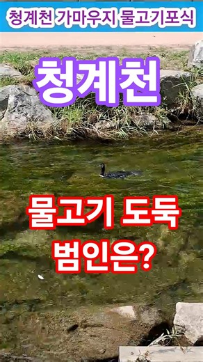 The fish thief in Cheonggyecheon, the culprit is a cormorant #Seoul #Travel #Healing #Cute #Forei...
