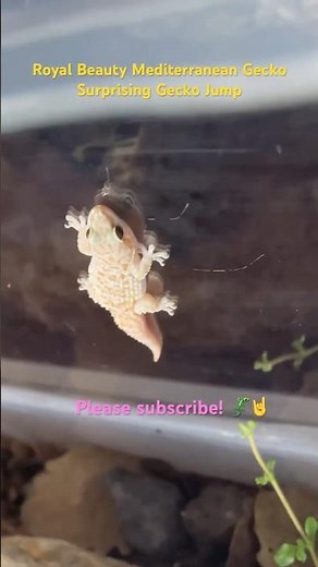 Royal Beauty Mediterranean Gecko Surprising Gecko Jump - 2