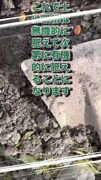 サツマイモとソラマメが灰で育って土の質が上がり、有用雑草が生えてきた。雑草駆除にあたり、有用なものだけ残します。