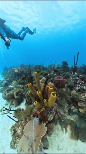 Scuba Diving The Aquarium – Catalina Island, Bayahibe