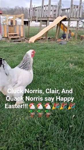 Cluck Norris, Clair, And Quack Norris say Happy Easter!!!🐔🐔🐔🎉🎉🎉🦆🦆🦆