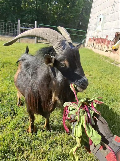 Billy goat num nums #goat #funnyanimals #farmlife #farmanimals