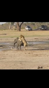 217K views · 3.8K reactions | Why Lion's Attached Baby Elephant #elephant #lions #attack | infofactnews | Facebook