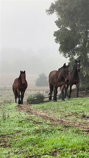 Friends of the Pt. Reyes Morgan Horse Ranch on Reels