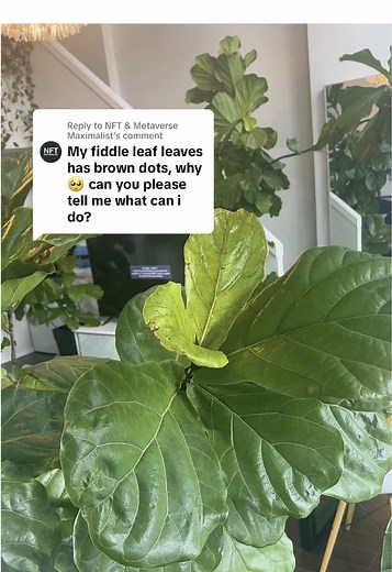 The Fiddle Leaf Lady on TikTok