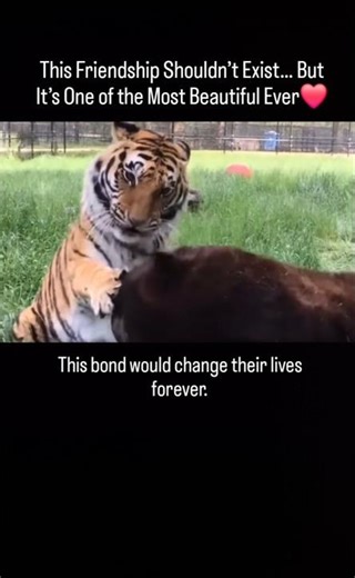 Amazing Friendship Between a Bear, Lion and Tiger #friends