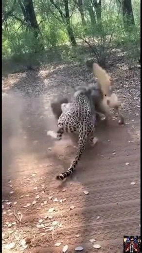 Leopard vs Badger vs Coyote - Ultimate 3 Way Predator Clash #wildlife #shorts