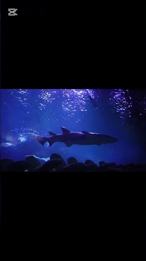 Shark's Stomach is a Junk Box #shortvideo