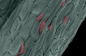 Using Plant Material as Cellular Scaffolds | Cell And Molecular Biology