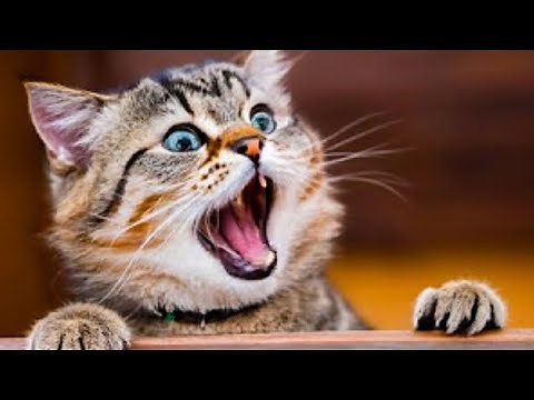 BEST FUNNY CAT VIDEOS 2023 - CUTE CATS COMPILATION