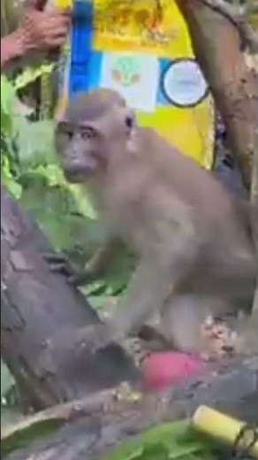 Rescued Dancing Monkeys Finally Set Free