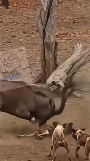 Buffalo vs Hyenas: The Scapegoat Strategy That Saved Its Life | Upper Mindset