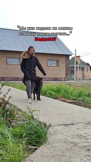 Discover the Charming Belgian Groenendael Dog