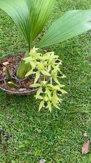 2.3K reactions · 53 shares | Hermosa Coelogyne Pandurata 殺 | Cielo Burbano | Facebook