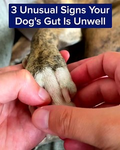 If your dog gets scratchy or licks their paws constantly it could be due to a gut imbalance... Discover how countless owners are targeting these frustrating behaviours with the help of this chew! | PetLab Co.