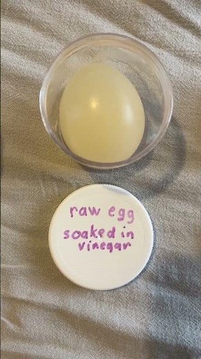 Egg changes size in vinegar and corn syrup