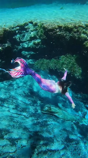 328 reactions · 17 shares | Mermaid Monday  • • 隆‍♀️ @all_thingz_mermaid 瑱 @mertailor  @cmb.bo | @gopro #mermaid #mermaids #mertailor #floridaspring #springs #underwater #freediver #freediving #peaceful #plussizemermaid #orchidcrest | Danielle Cecil | Facebook
